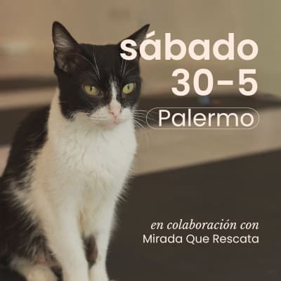 Yoga con Gatitos